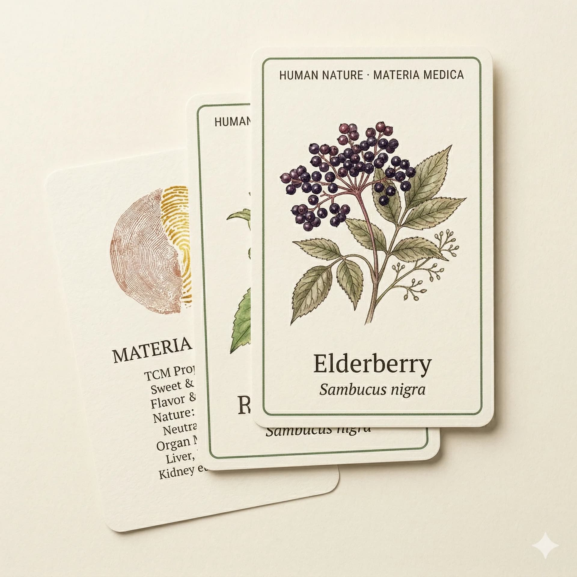 Materia Medica Cards — 10 Botanical Illustration Cards