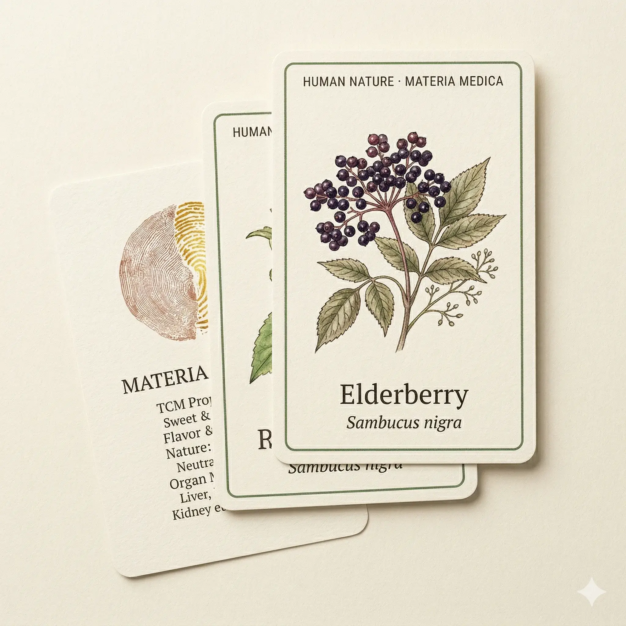 Materia Medica Cards — 10 Botanical Illustration Cards